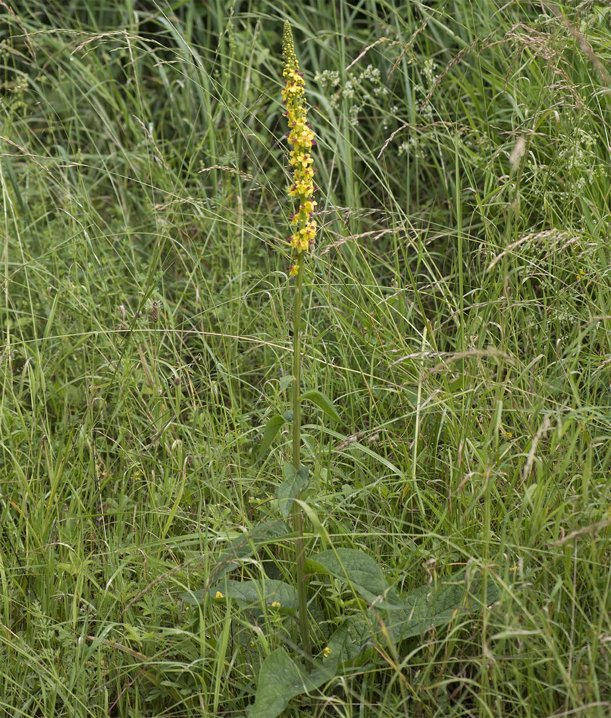 Verbascum nigrum